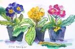 winter-primroses.jpg