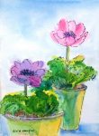 Anemones in Pots