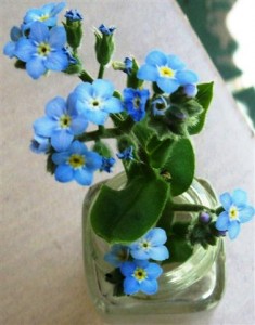 From seeds